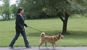 Как правильно выгуливать собаку - «Советы Хозяйке»