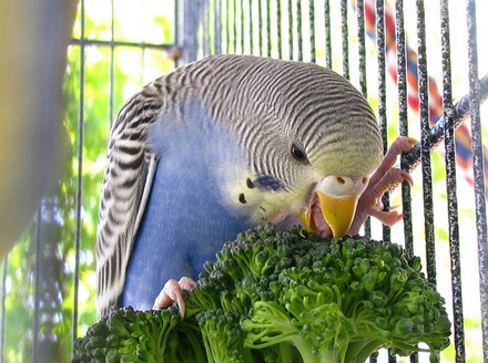 Кормление волнистых попугаев - «Советы Хозяйке»