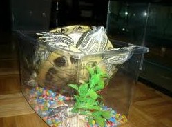 Аквариум для водной черепахи - «Советы Хозяйке»