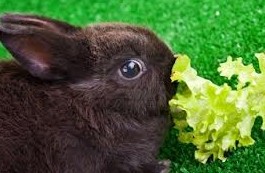 Чем кормить декоративного кролика? - «Советы Хозяйке»