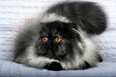 Как ухаживать за шерстью персидских кошек - «Советы Хозяйке»