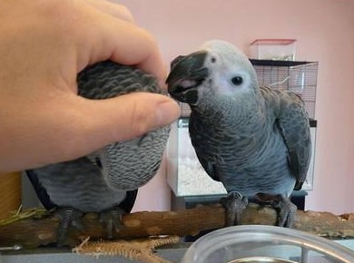 Особенности содержания попугая жако - «Советы Хозяйке»