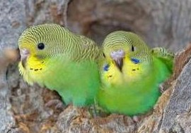Как определить возраст волнистого попугая - «Советы Хозяйке»