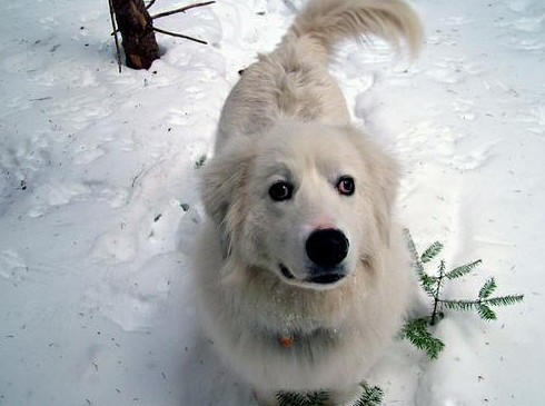 Правила выгула собаки зимой - «Советы Хозяйке»
