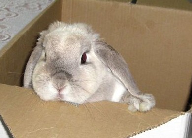 Прививки для декоративных кроликов - «Советы Хозяйке»