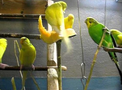 Вольеры для волнистых попугаев - «Советы Хозяйке»