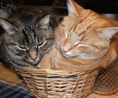 Два кота в доме - «Советы Хозяйке»