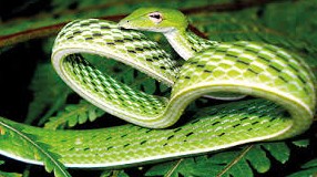 Домашние змеи - «Советы Хозяйке»