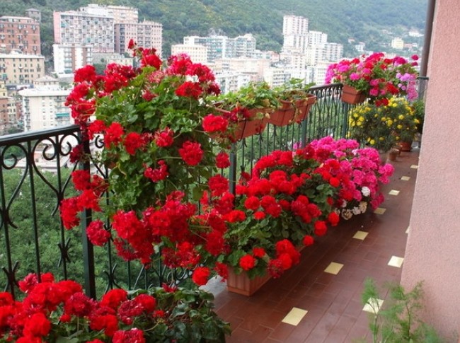 Цветы на вашем балконе - «Советы Хозяйке»