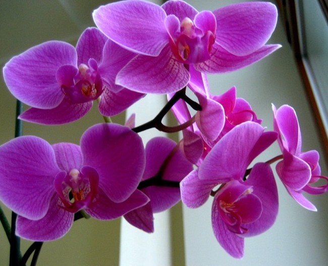 Как ухаживать за орхидеей - «Советы Хозяйке»