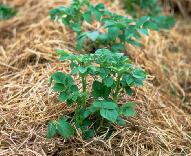Технология выращивания картофеля под соломой - «Советы Хозяйке»