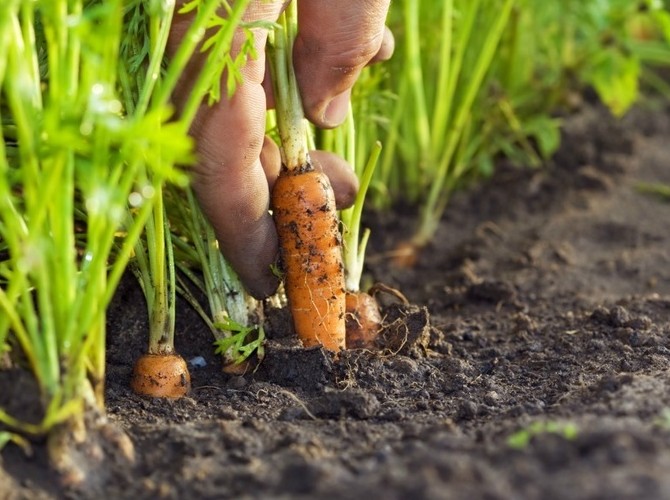 Как правильно сажать морковь: от подготовки до первых всходов - «Советы Хозяйке»