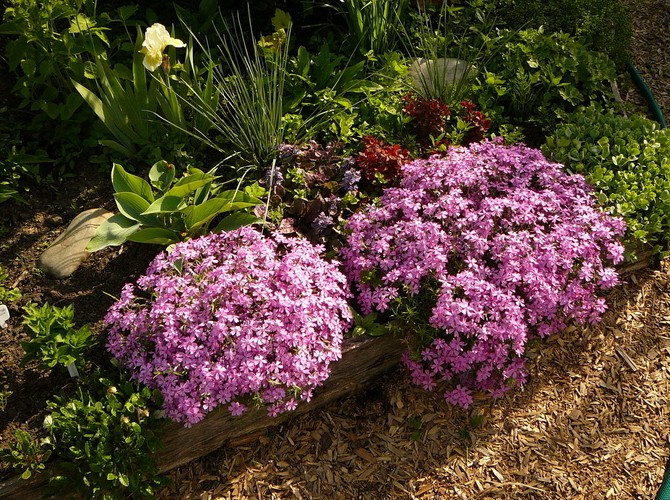 Пышное украшение сада: весенние флоксы - «Советы Хозяйке»
