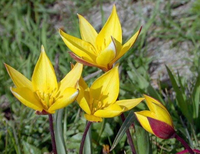 Ботанические тюльпаны: хрупкое чудо весны - «Советы Хозяйке»