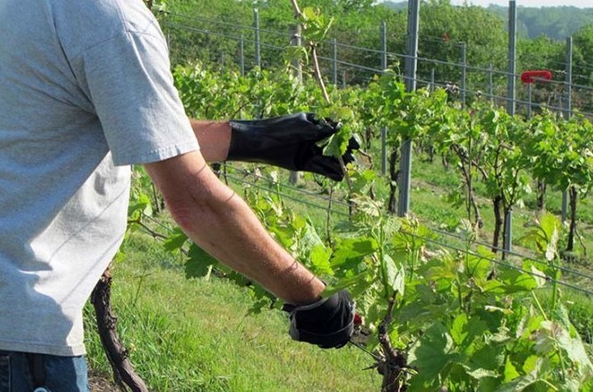 Как правильно обрезать виноград и не наделать ошибок - «Советы Хозяйке»
