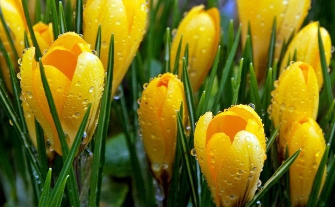Какие цветы расцветают в апреле: 7 сокровищ клумбы - «Советы Хозяйке»