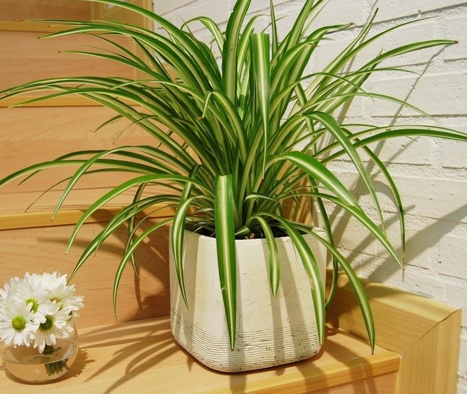 Природные кондиционеры: 5 растений для чистого воздуха в доме - «Советы Хозяйке»