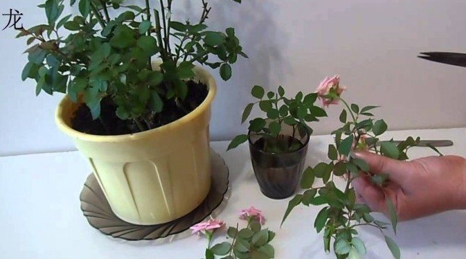 Размножение роз черенками: 6 секретов садовода - «Советы Хозяйке»