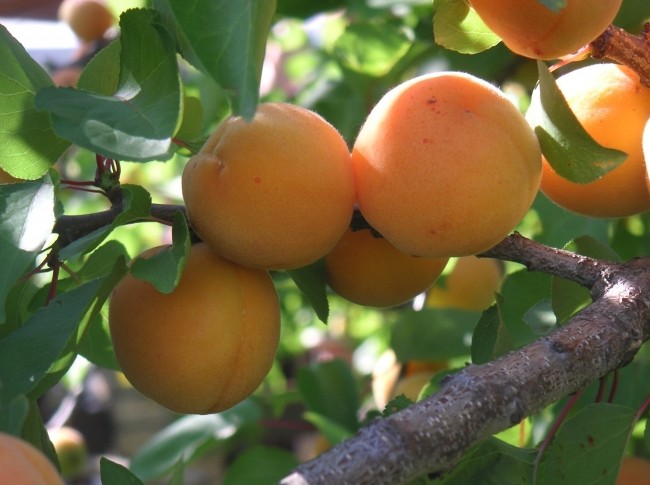 Выращиваем карликовый абрикос - «Советы Хозяйке»