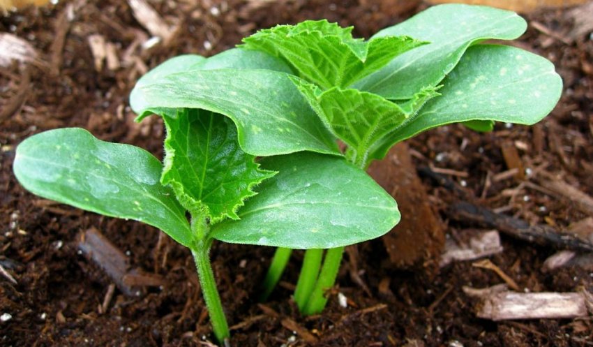 Посев огурцов: как вырастить щедрый урожай - «Советы Хозяйке»