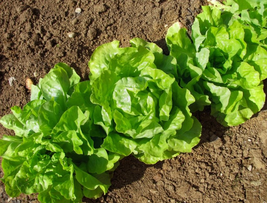Секреты выращивания салата в теплице - «Советы Хозяйке»