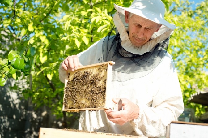 Пчеловодство: азы для начинающих - «Советы Хозяйке»