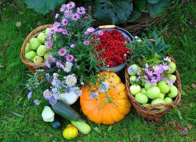 Повышаем урожай: 19 практичных советов - «Советы Хозяйке»