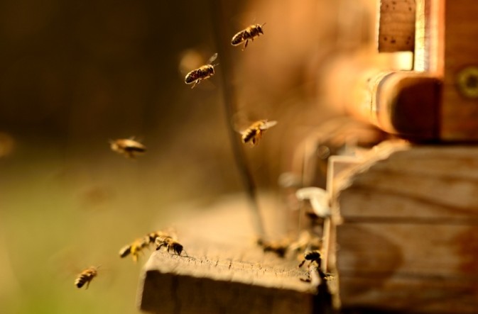 Исцеление от ста болезней: пчелиный подмор и его полезные свойства - «Советы Хозяйке»