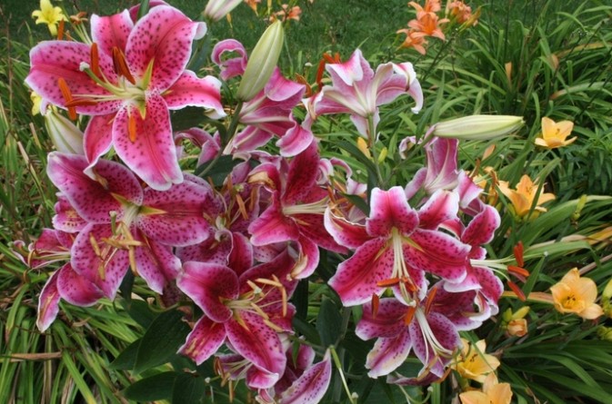 Лилейники в саду: 5 секретов роскошного цветения - «Советы Хозяйке»
