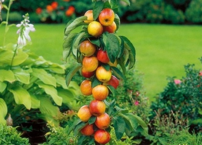 Колоновидные плодовые деревья: уход - «Советы Хозяйке»