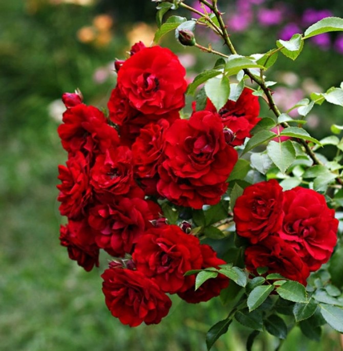 Крупноцветковые плетистые розы: зимостойкие сорта, цветущие все лето - «Советы Хозяйке»