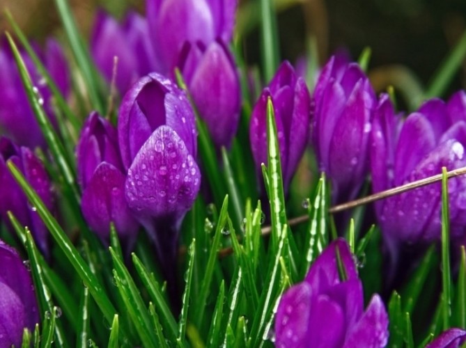 Магия сада в фиолетовых оттенках - «Советы Хозяйке»