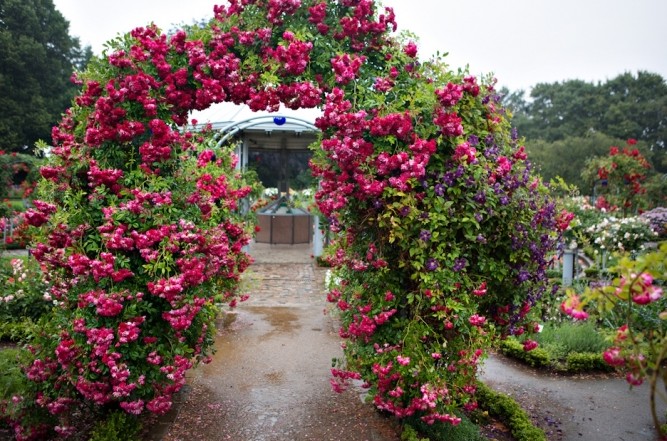 Мелкоцветковые плетистые розы: зимостойкие сорта, цветущие все лето - «Советы Хозяйке»