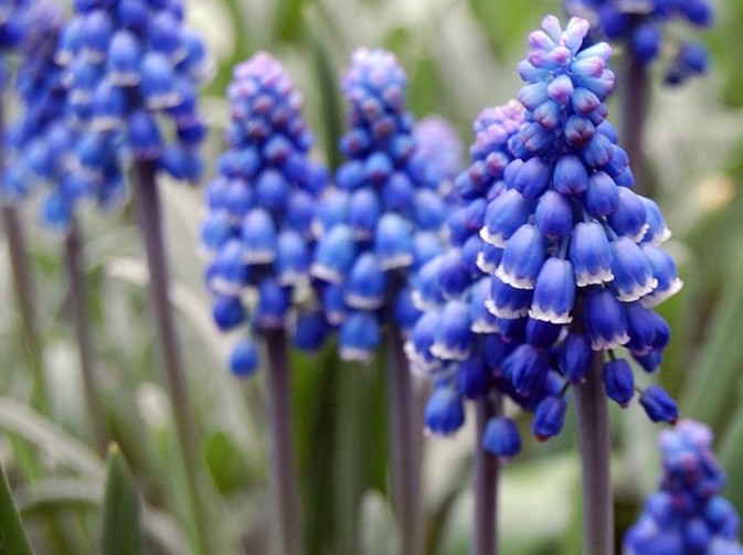 Модный монохромный сад: в синих тонах - «Советы Хозяйке»