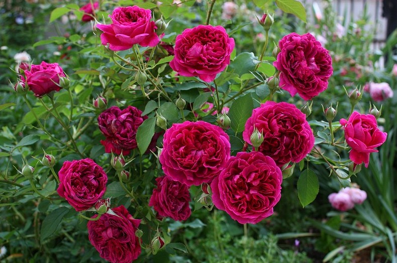 Почвопокровные розы: зимостойкие сорта, цветущие все лето - «Советы Хозяйке»