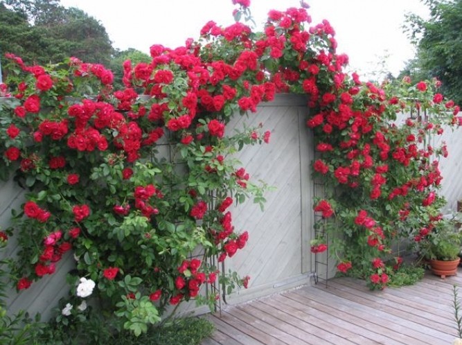 Полуплетистые розы: зимостойкие сорта, цветущие все лето - «Советы Хозяйке»