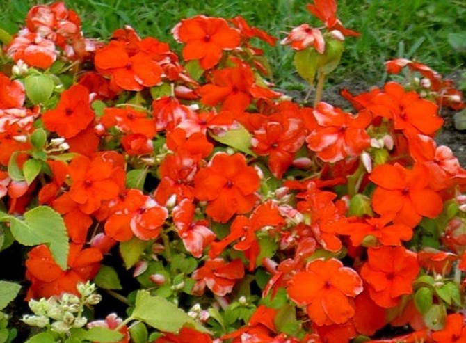 Великолепный сад в красных тонах - «Советы Хозяйке»