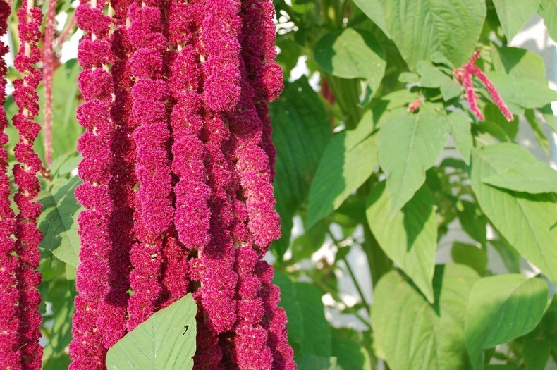 10 великолепных растений, цветущих в сентябре - «Советы Хозяйке»