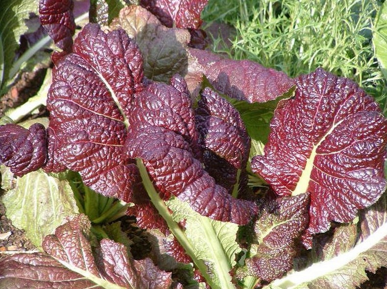 Выращивание листовой салатной горчицы - «Советы Хозяйке»