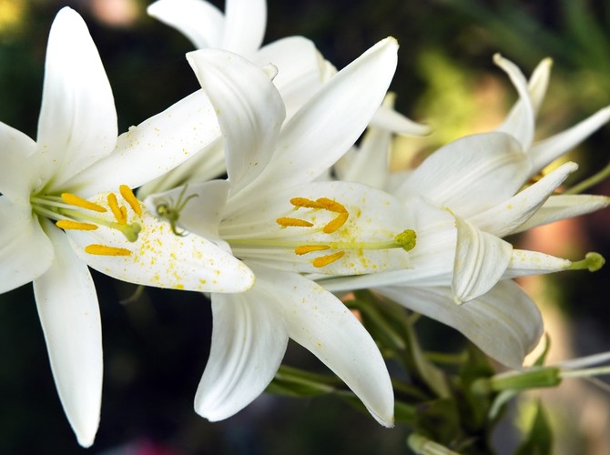 Когда лучше сажать лилии: рекомендации садоводов - «Советы Хозяйке»
