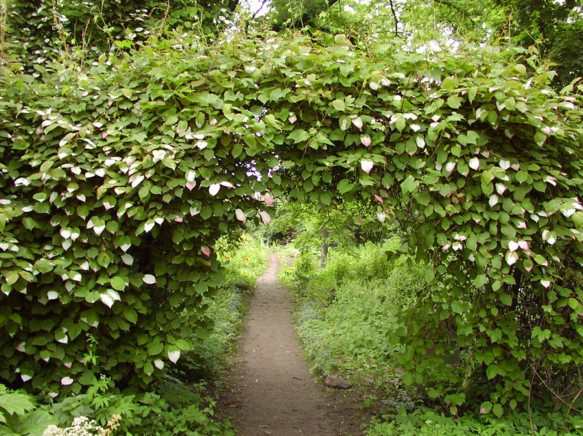 Садовая арка: практичные идеи применения - «Советы Хозяйке»