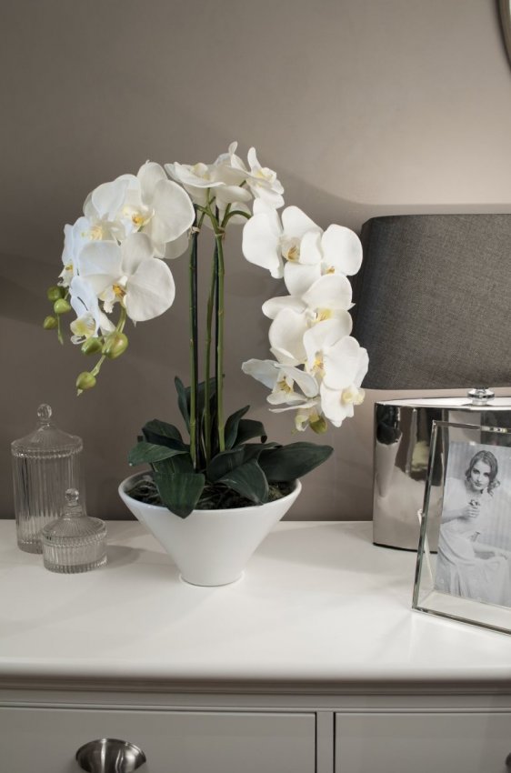Как правильно поливать орхидеи - «Советы Хозяйке»