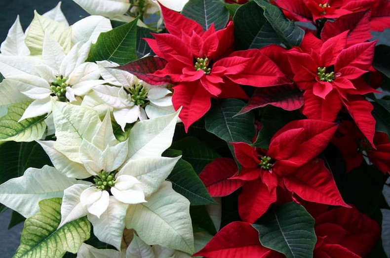 9 самых красивых рождественских цветов - «Советы Хозяйке»