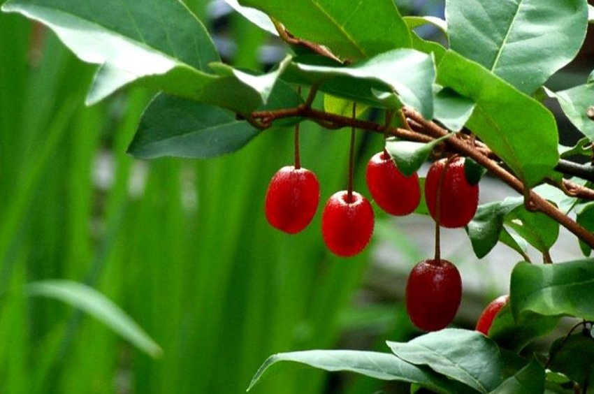 Гуми: полезные свойства чудо-ягоды - «Советы Хозяйке»