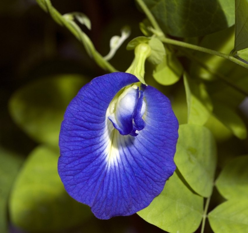 Клитория голубая или Мотыльковый горошек: особенности выращивания - «Советы Хозяйке»