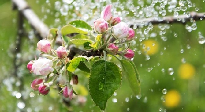 На заметку цветоводу: как правильно поливать сад - «Советы Хозяйке»