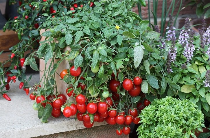 Огород на подоконнике: выращивание томата черри - «Советы Хозяйке»