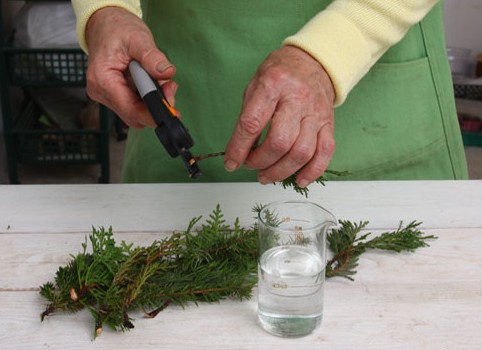 Зимнее черенкование хвойных растений: мастер-класс (фото) - «Советы Хозяйке»