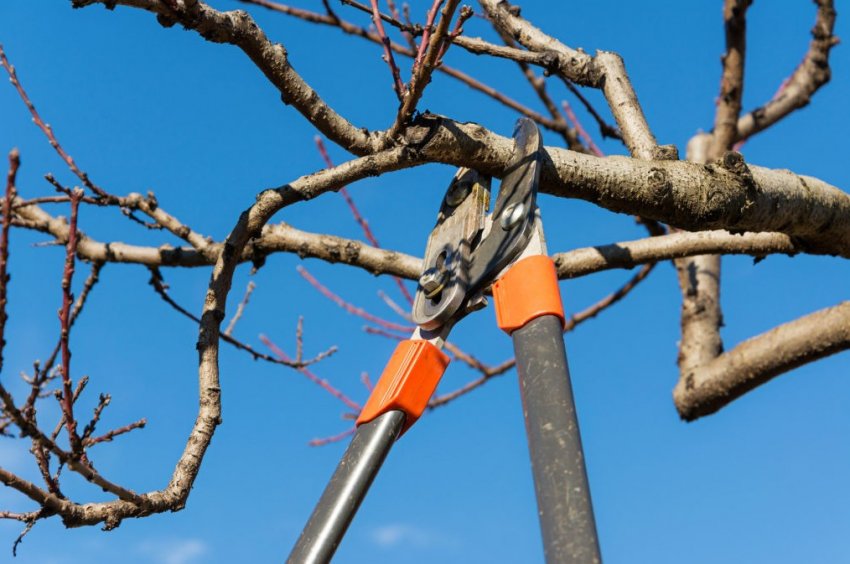 Зимняя обрезка плодовых деревьев: 4 основных правила - «Советы Хозяйке»