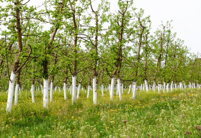Побелка плодовых деревьев весной: полезные советы - «Советы Хозяйке»